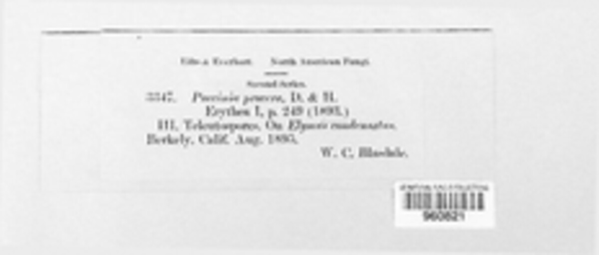 Puccinia procera image